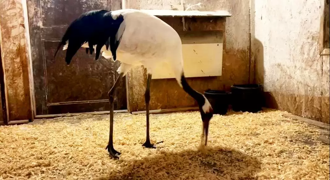«Гора» из Ижевска