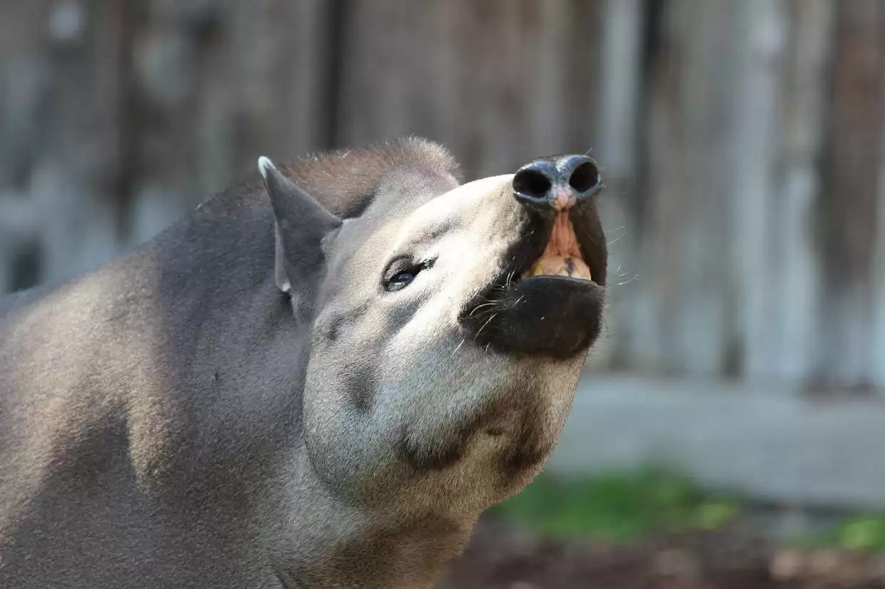 «От бизона до тапира»