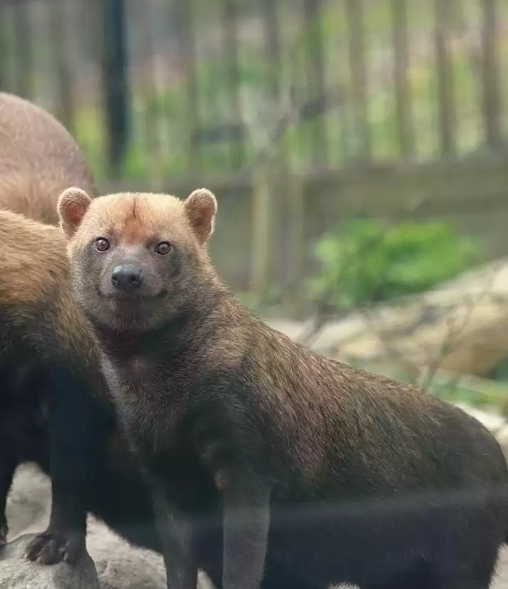 «Ковчег жизни: миссия современного зоопарка»