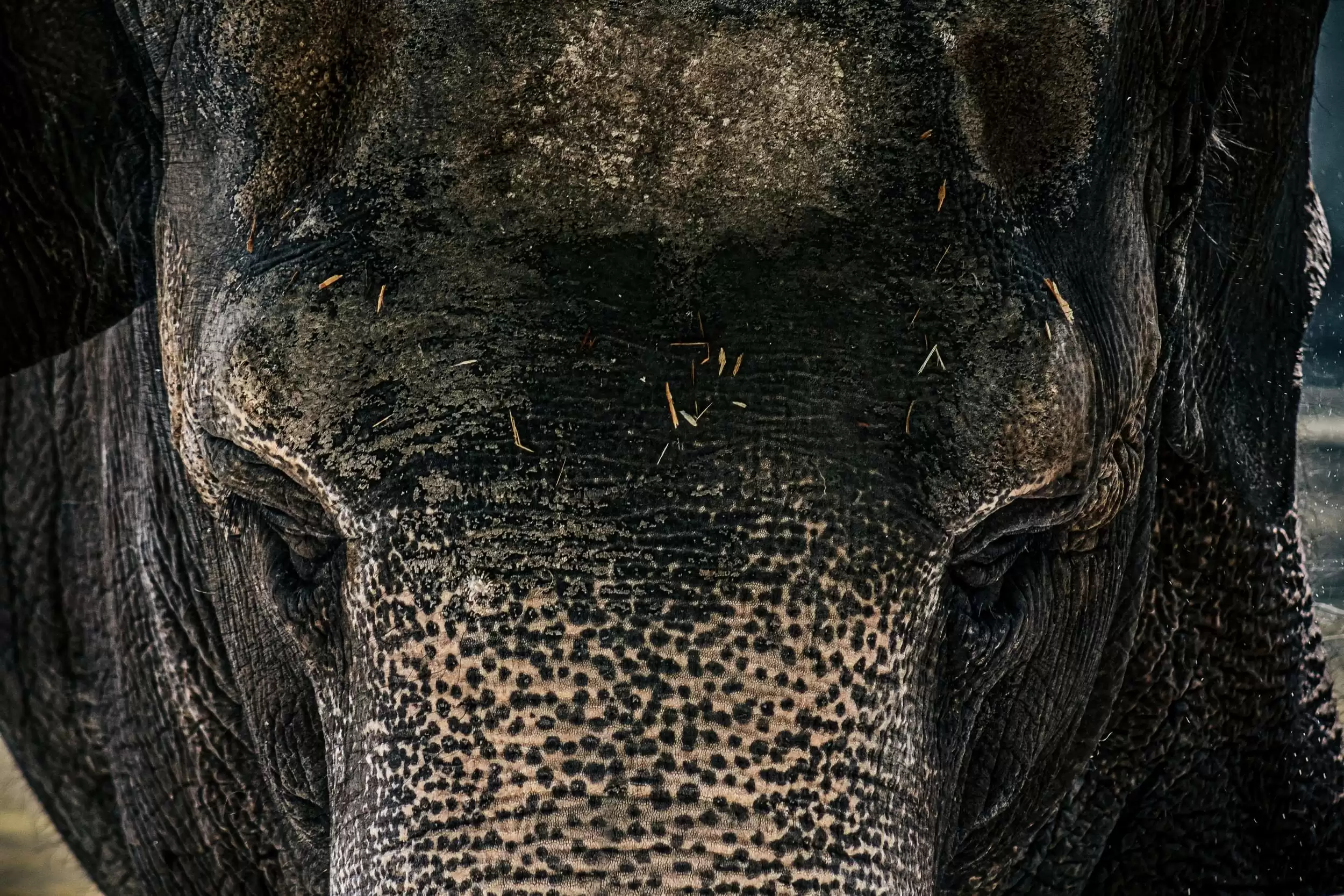 Прощай, Преголя