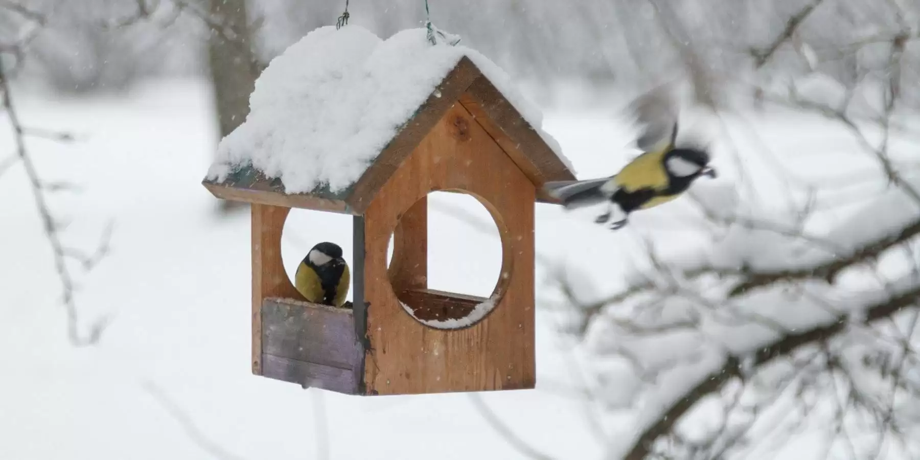 Присоединяйтесь к Орнитологическому марафону!