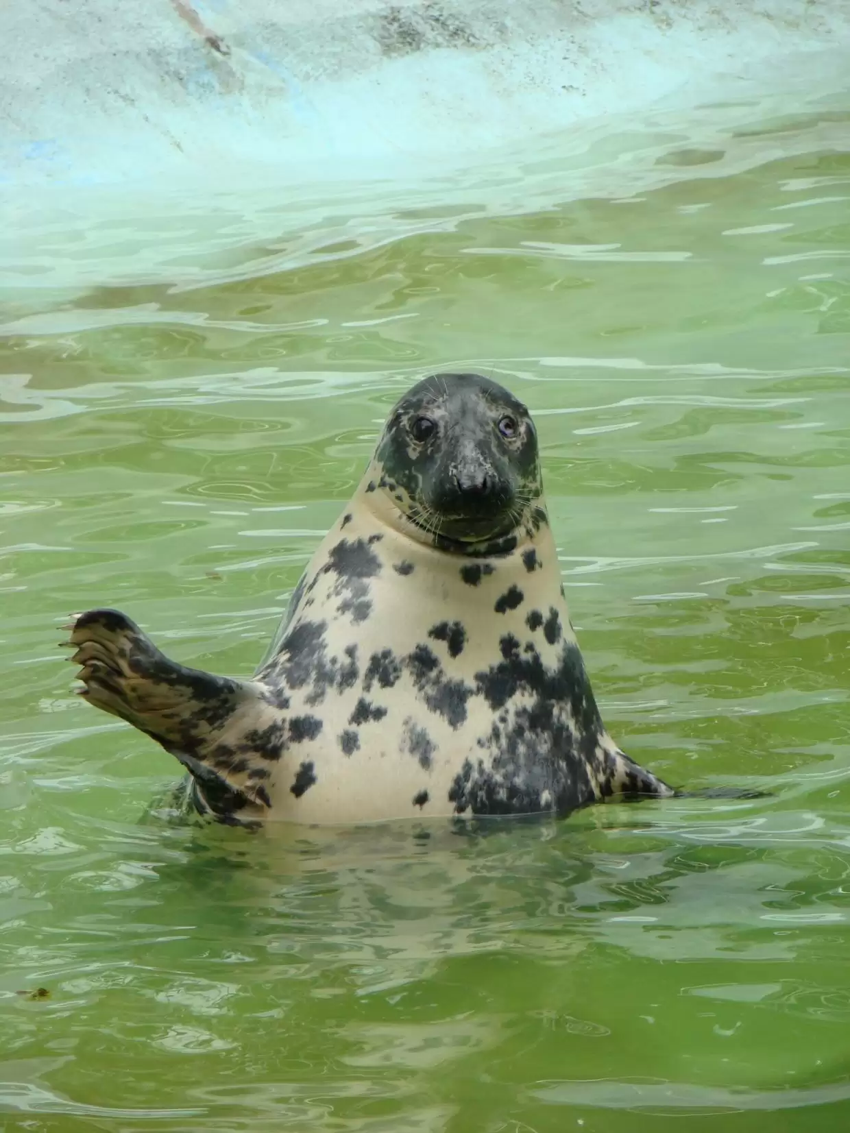 Приходите на День Тюленя!