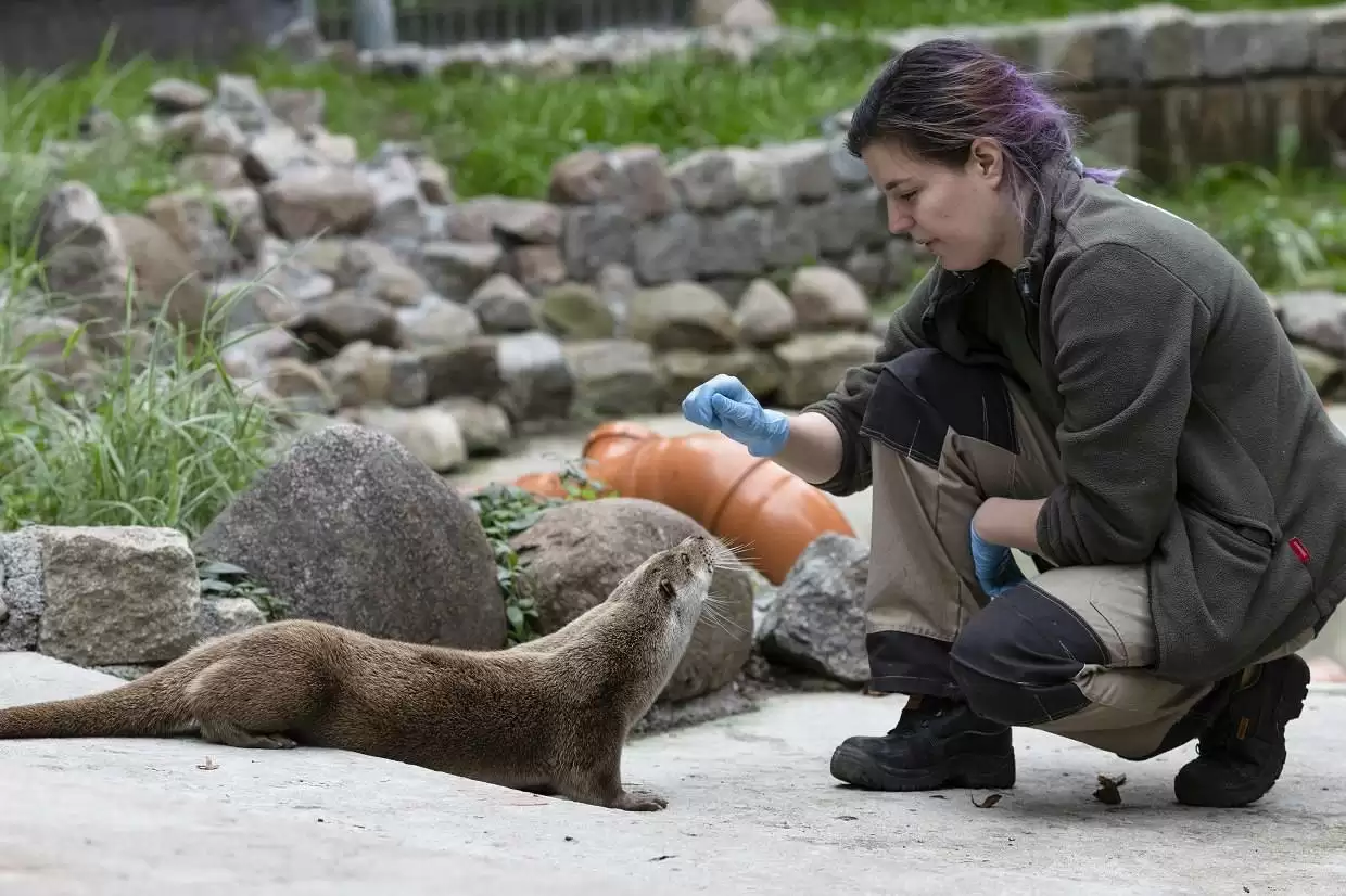 Зачем выдры взвешиваются