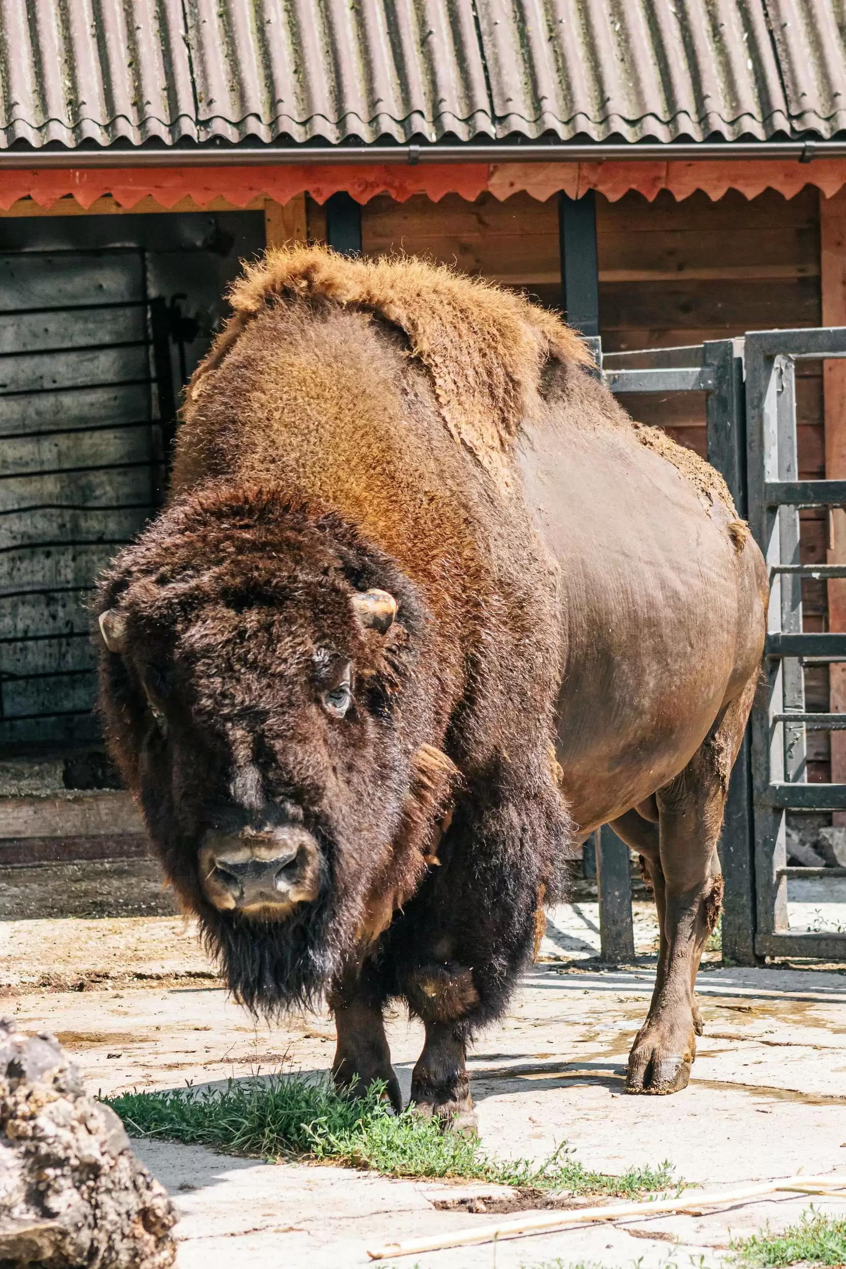 «Парикмахеры верблюдов, муравьедов повара»