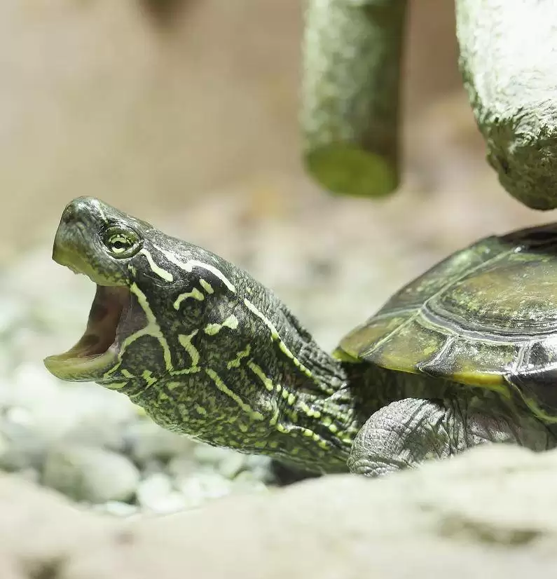 «Черепахи»