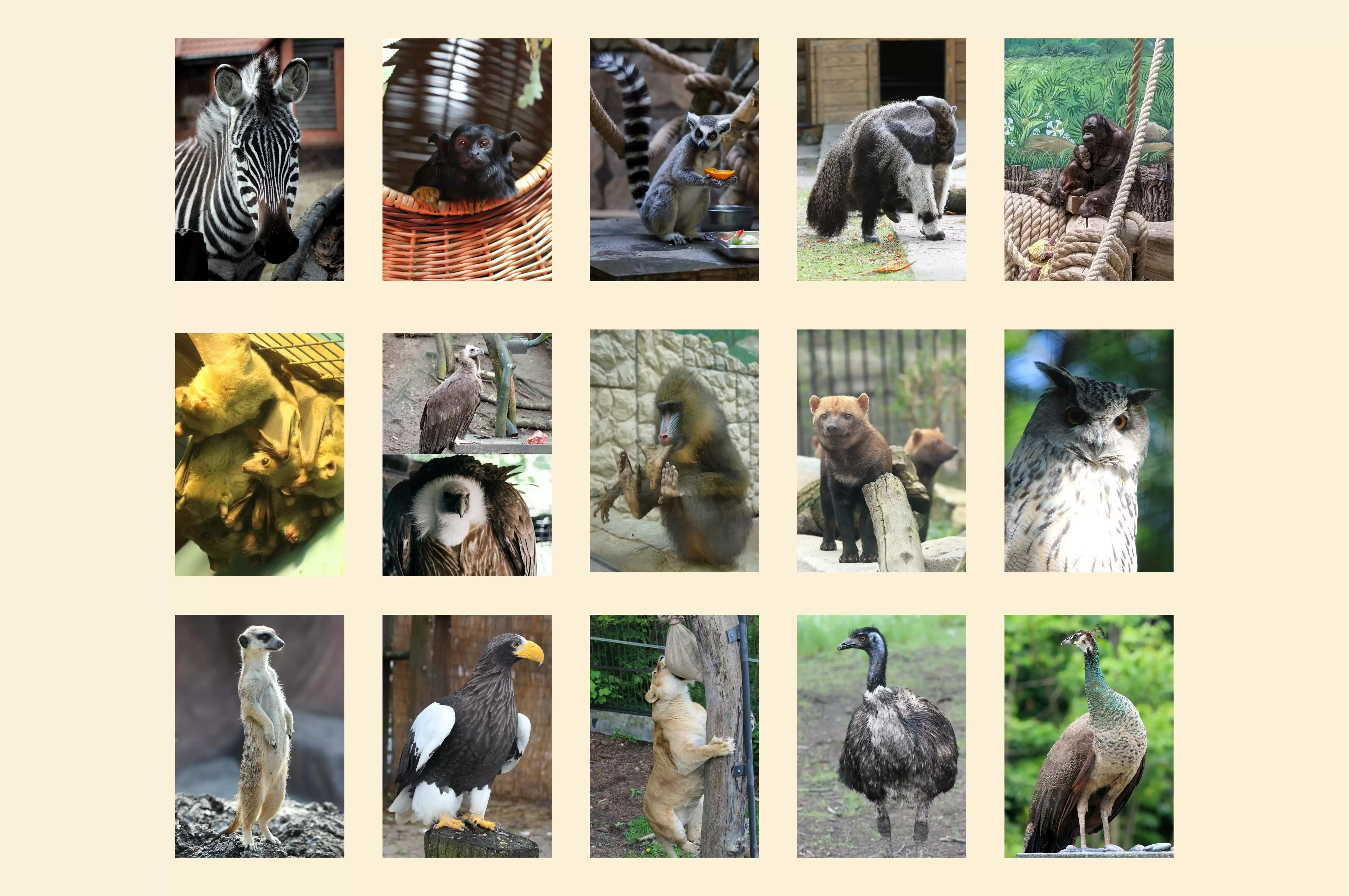 Праздничная акция «Королевы природы»