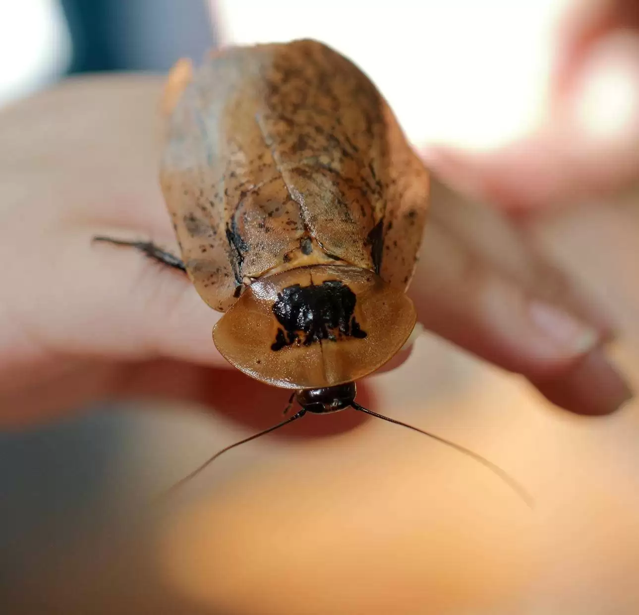 «Насекомые»