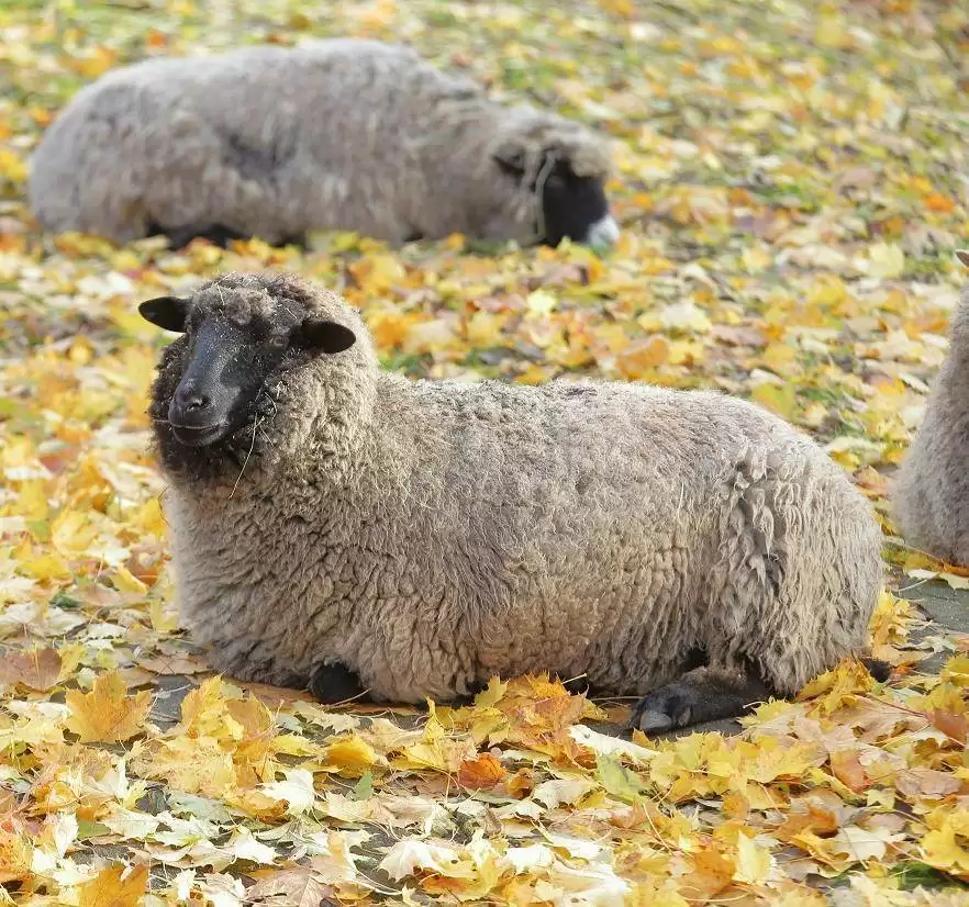 Карликовая овца