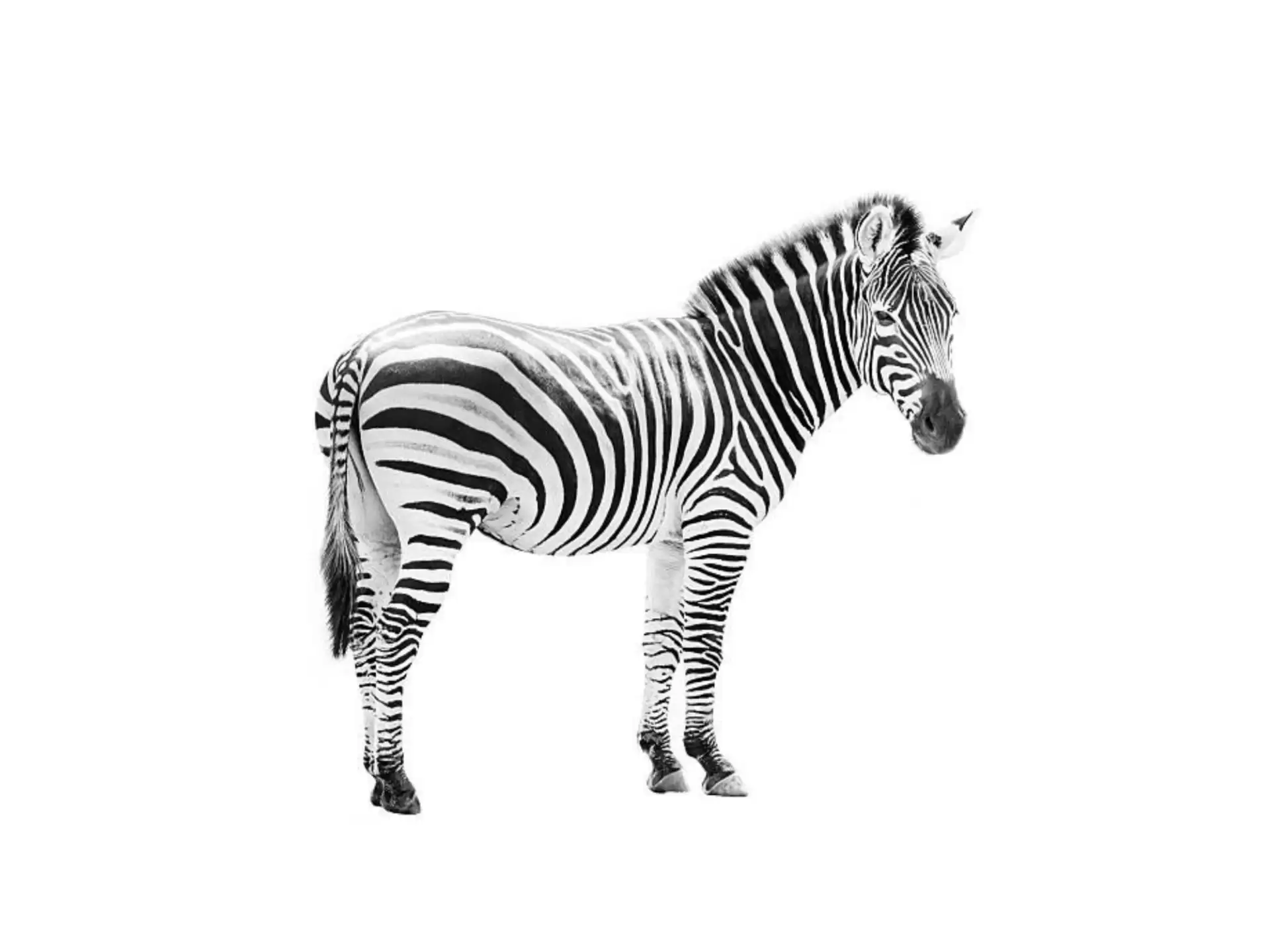 Самец зебры