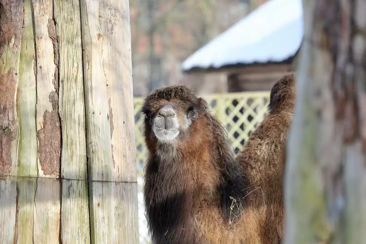 «Парикмахеры верблюдов, муравьедов повара»