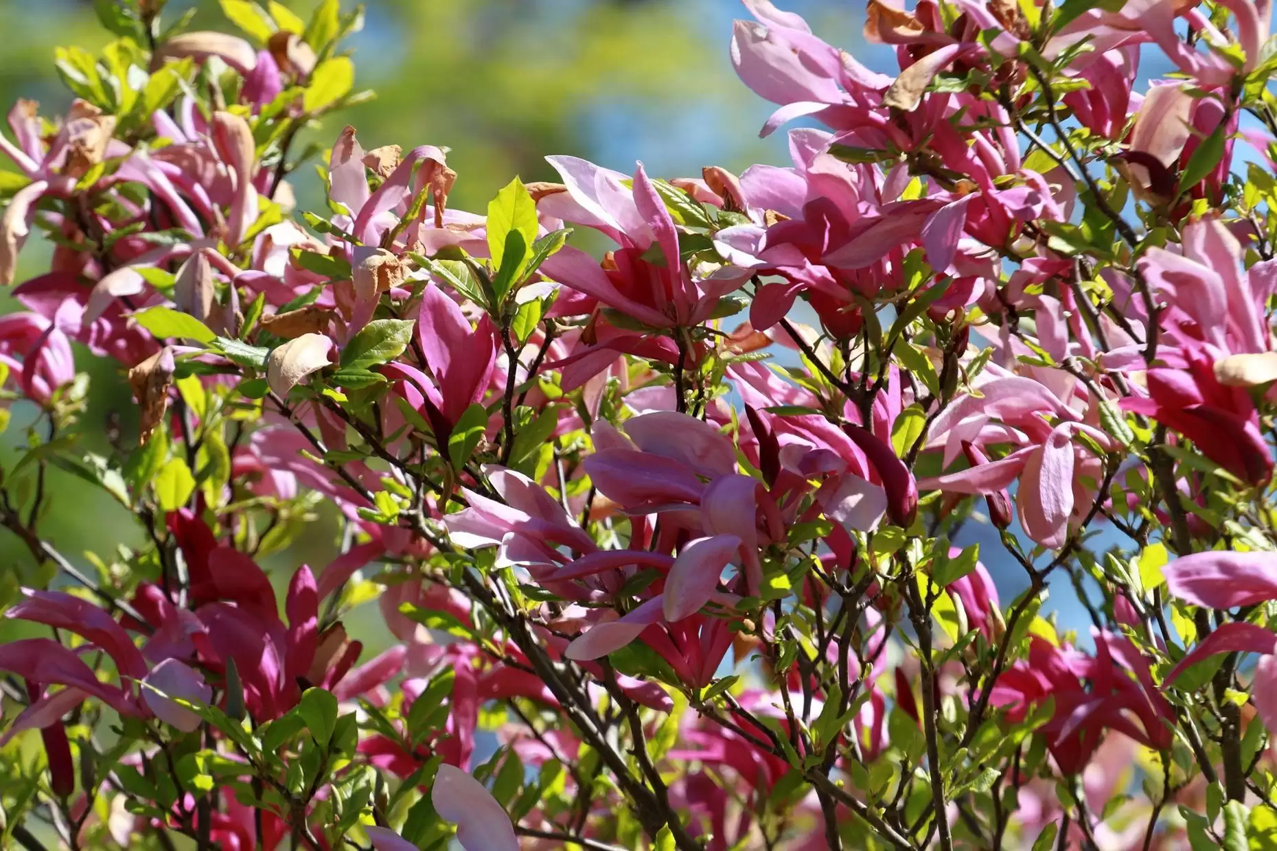 «Зелёное сердце города»: представляем ботанический маршрут по Калининграду