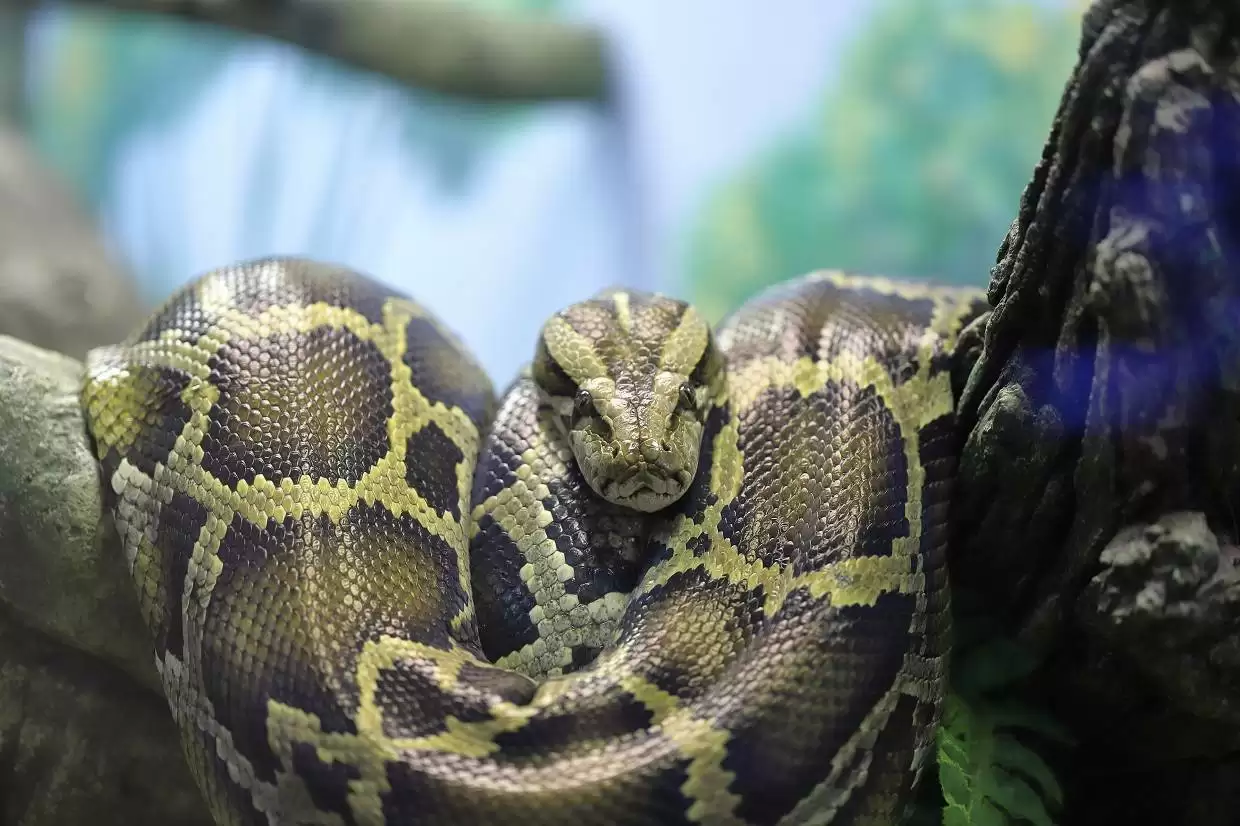 «Тайны панциря и чешуи или о тех, кого не любят» 