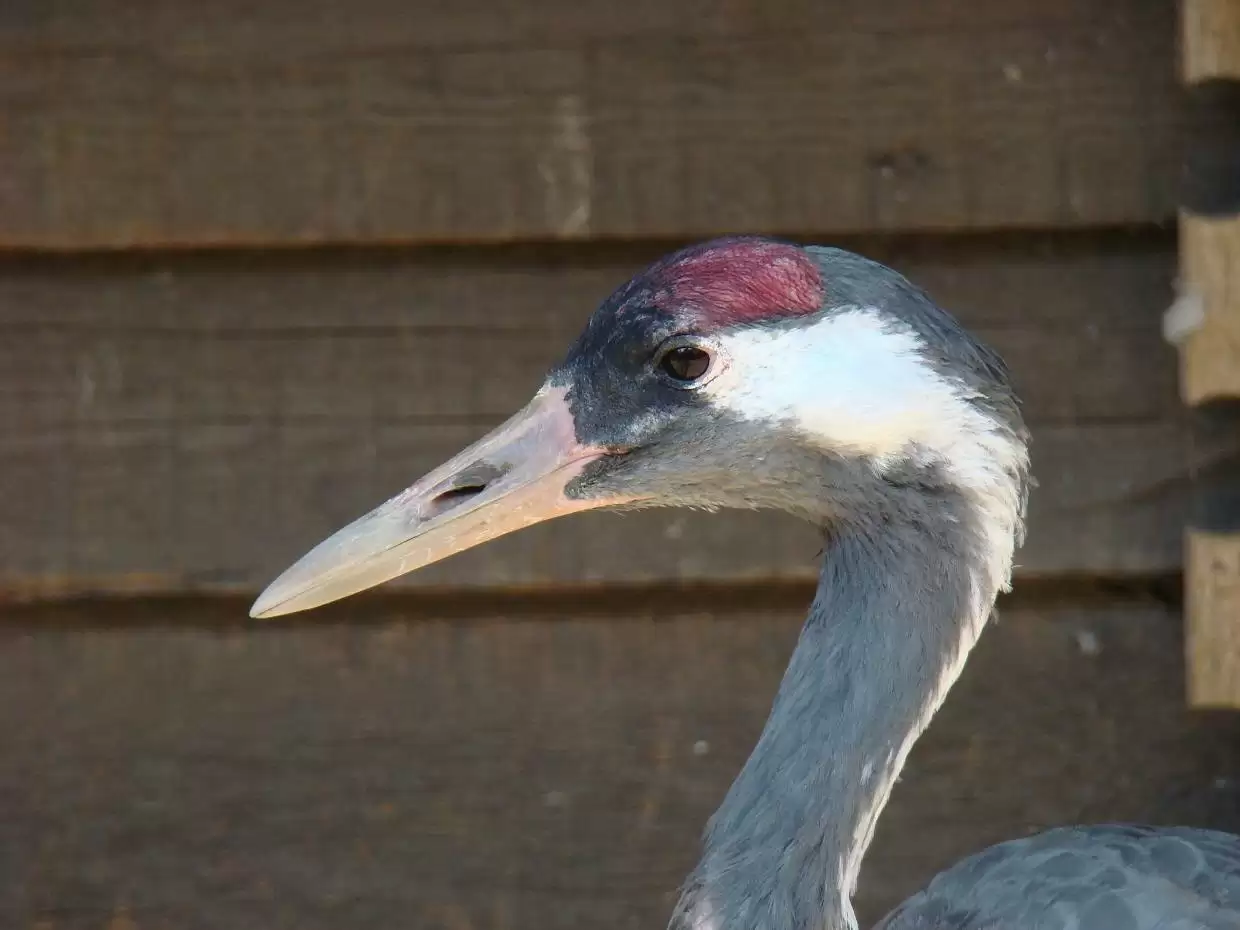 Гора и Благородный ребёнок: первая встреча