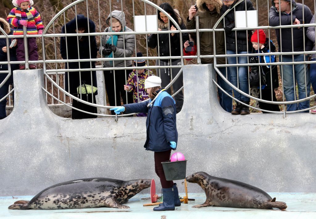 Руководство по оптимальной практике содержания и ухода за ушастыми и настоящими тюленями в зоопарках