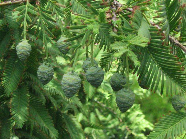 Метасеквойя глиптостробовидная