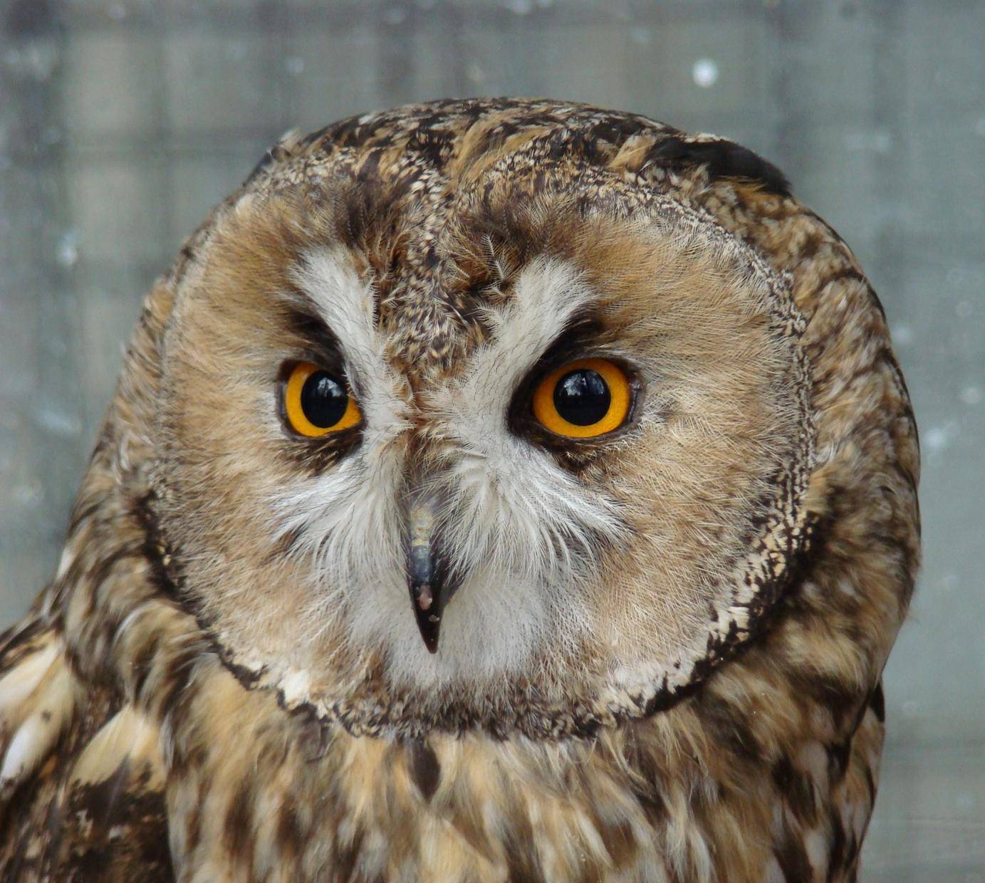 «Смешарики в зоопарке. Пять свобод!»