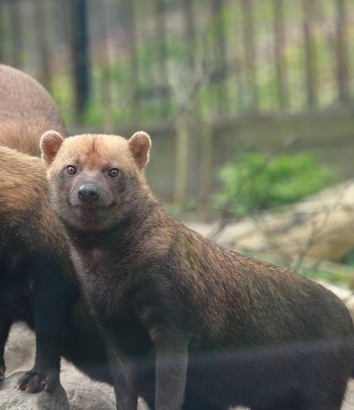 «Ковчег жизни: миссия современного зоопарка»