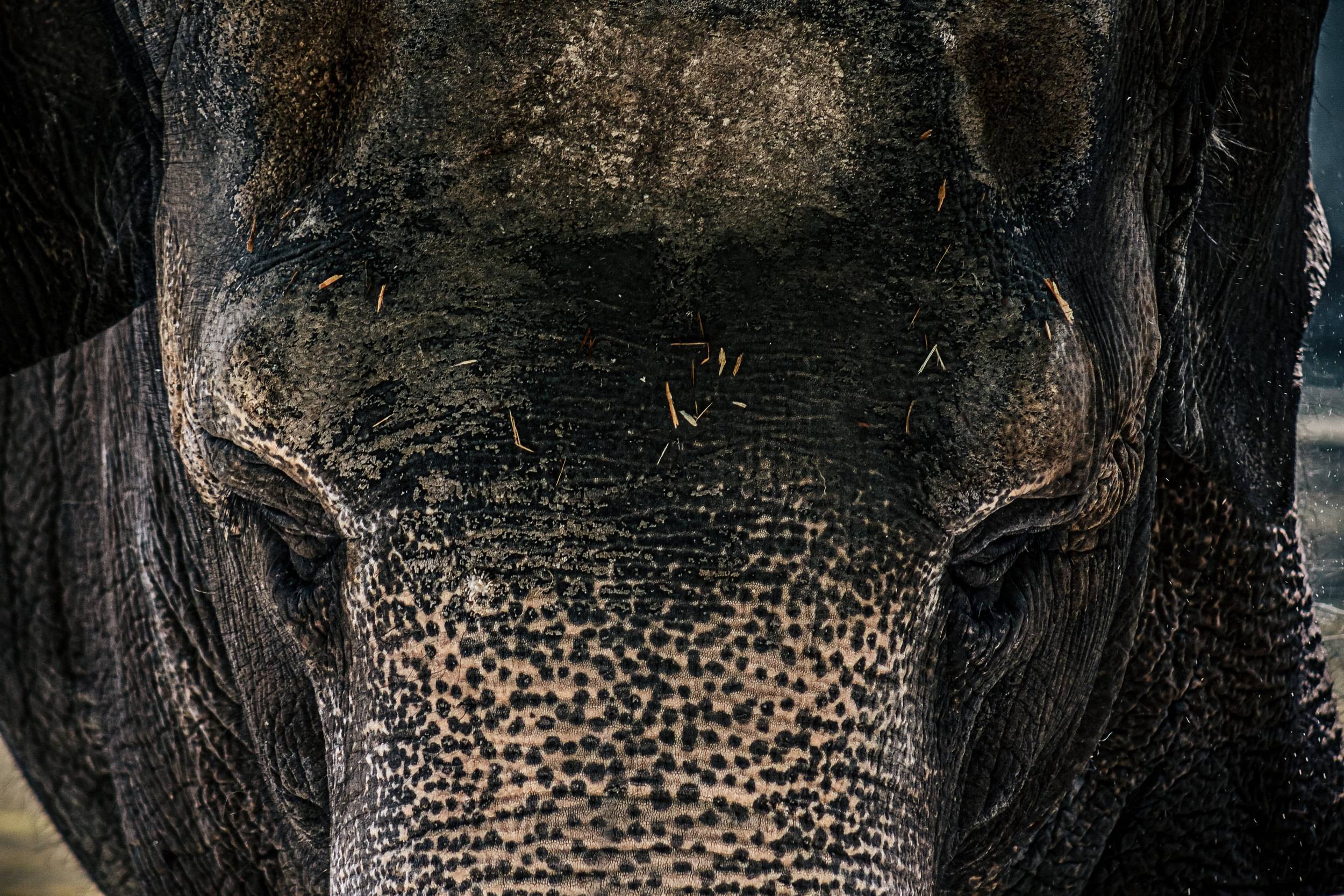 Прощай, Преголя