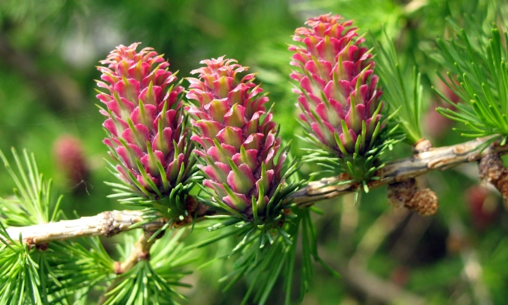 Лиственница европейская