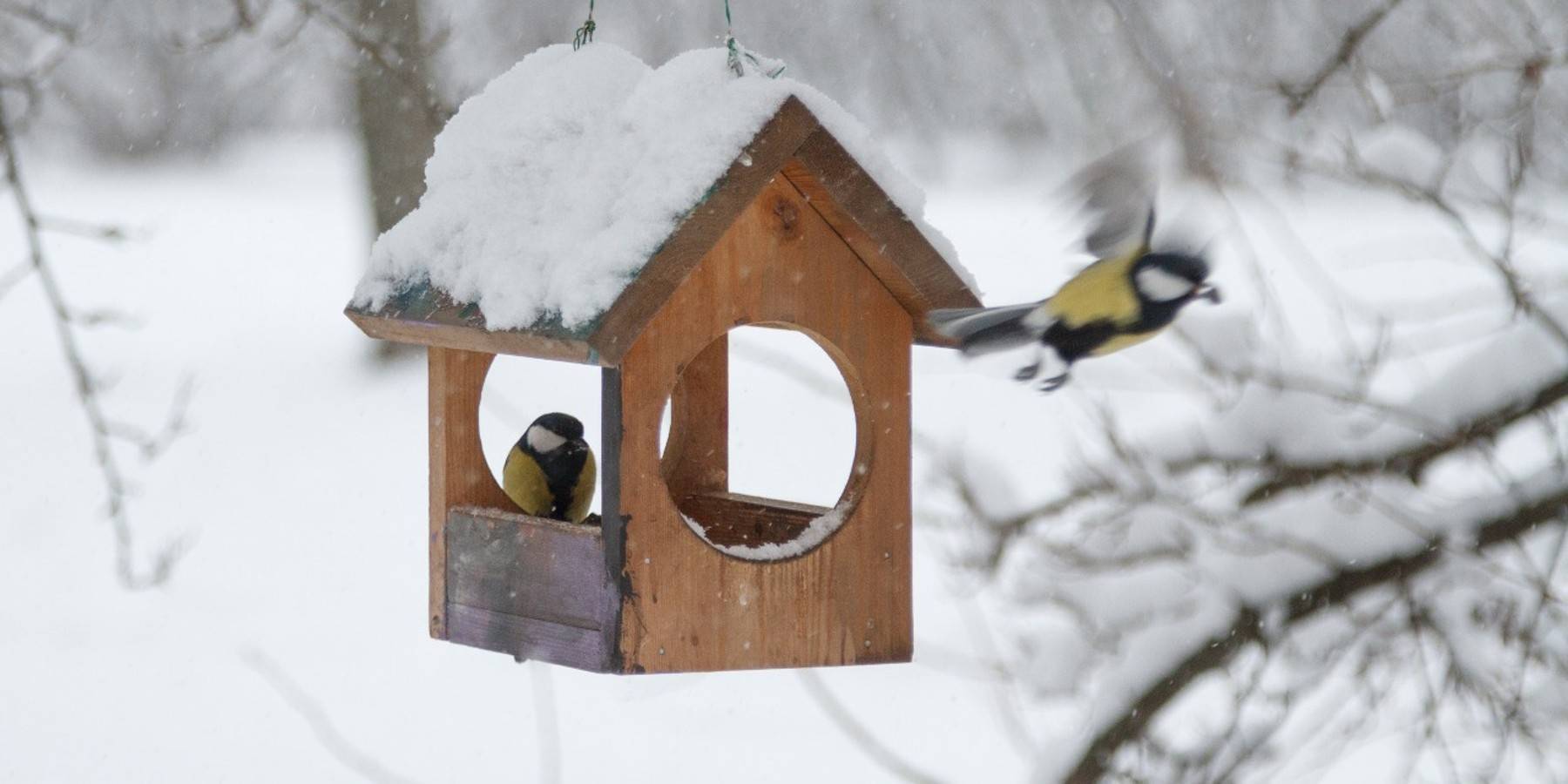 Присоединяйтесь к Орнитологическому марафону!