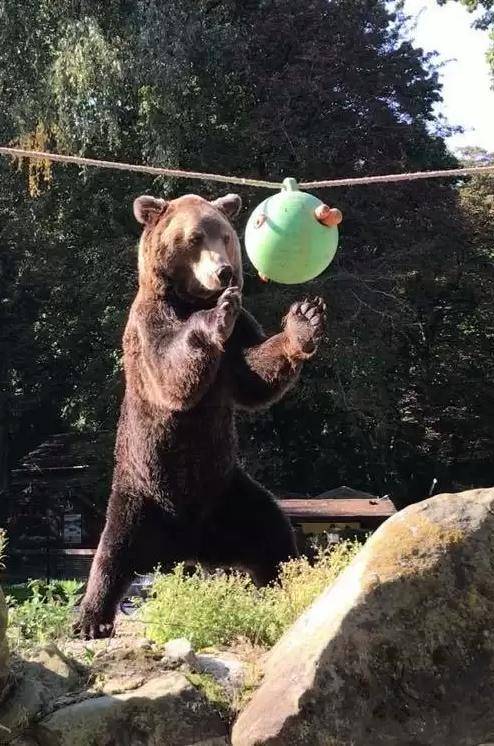 Рекомендации по содержанию бурого медведя (Ursus arctos) в неволе – обогащение и создание оптимальной среды