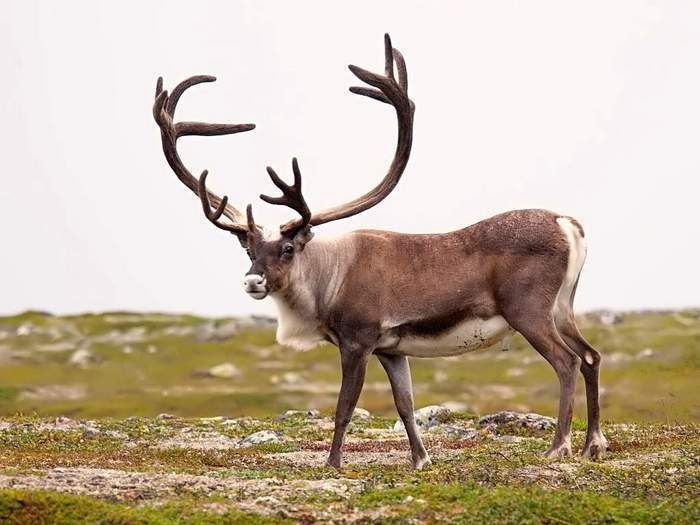 Восстановление численности финских северных оленей