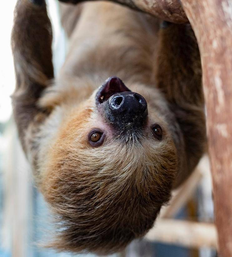 Кормление и содержание ленивцев в зоопарках Европы