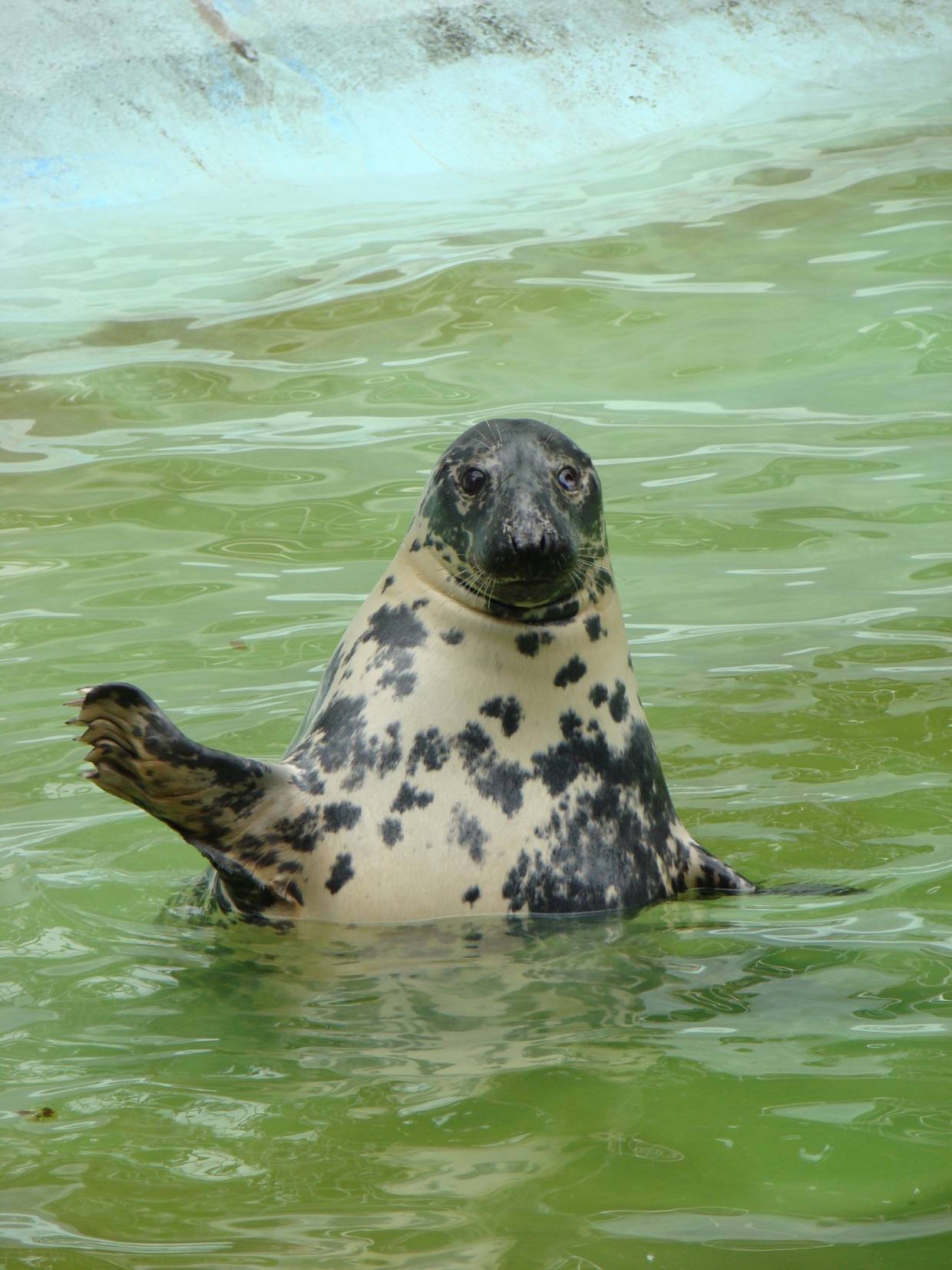 Приходите на День Тюленя!
