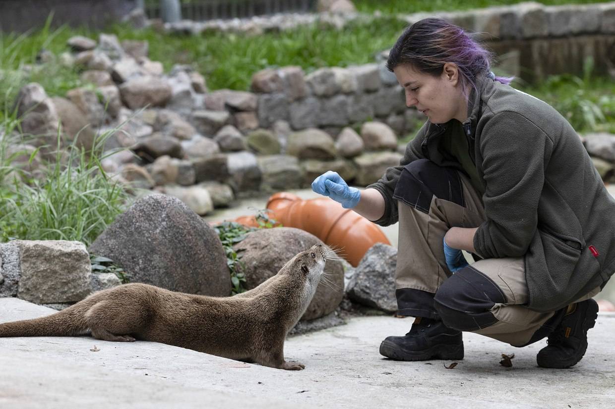 Зачем выдры взвешиваются