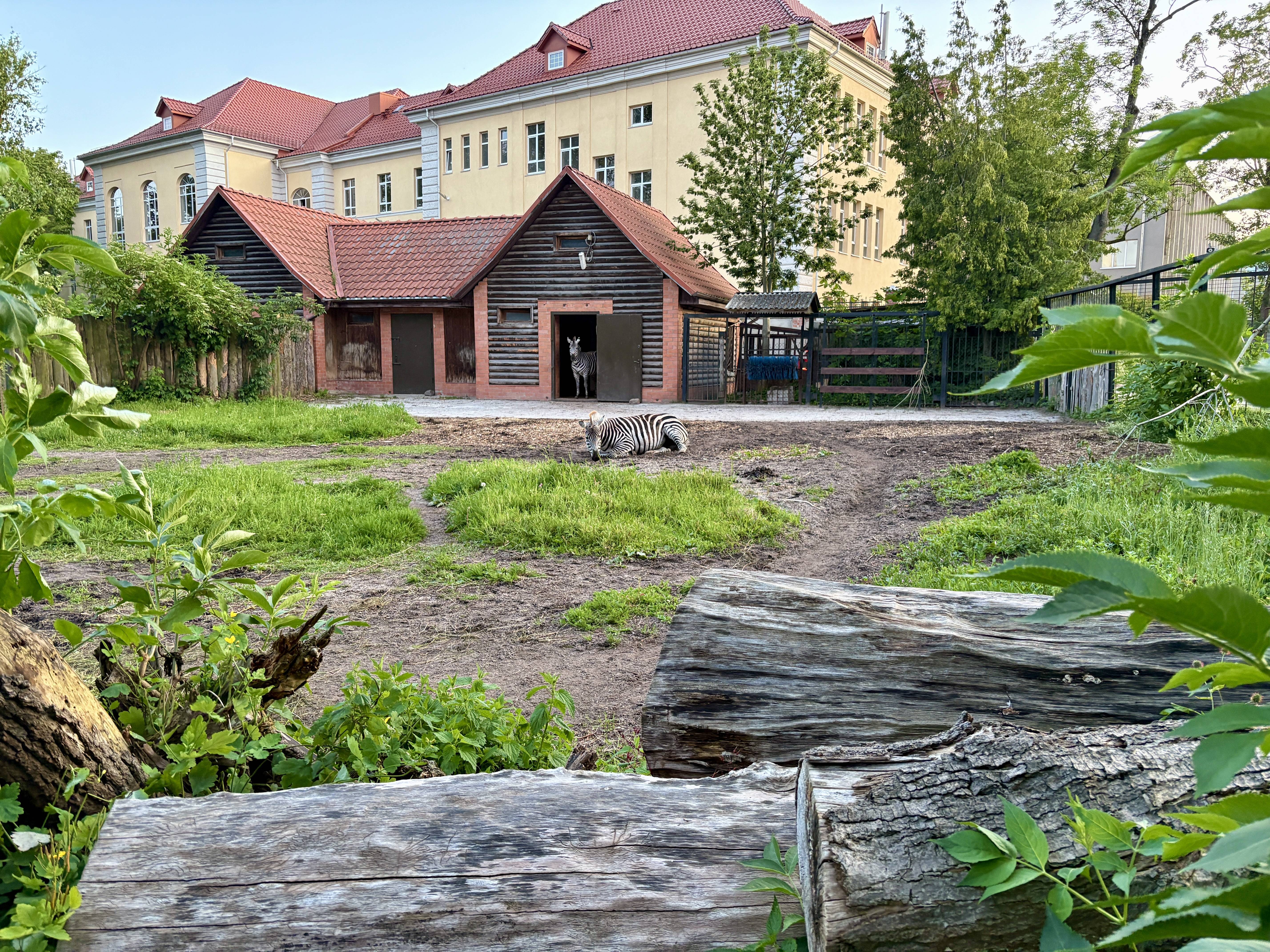 В новый год — с новой лошадью!