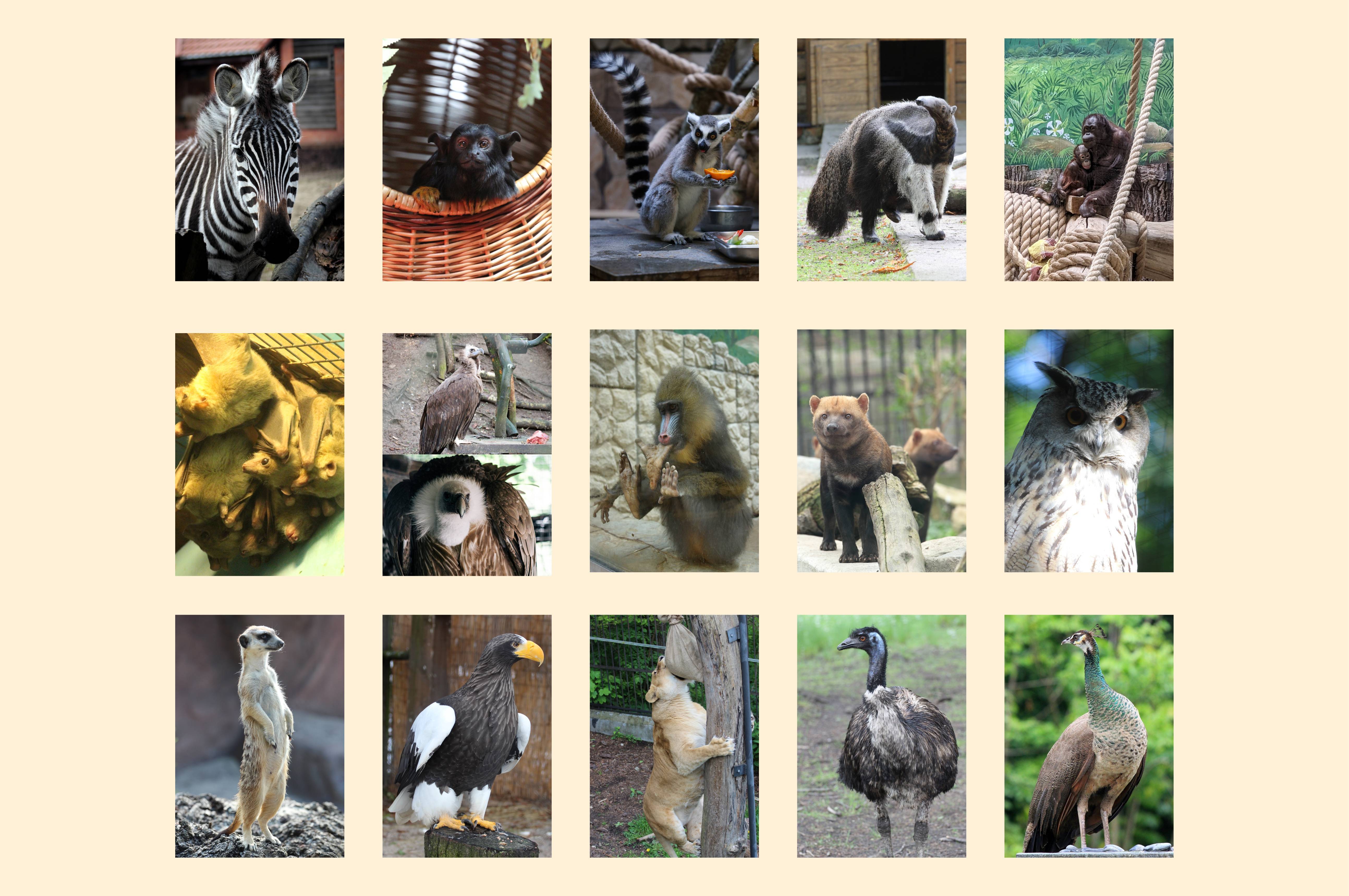 Королевы природы