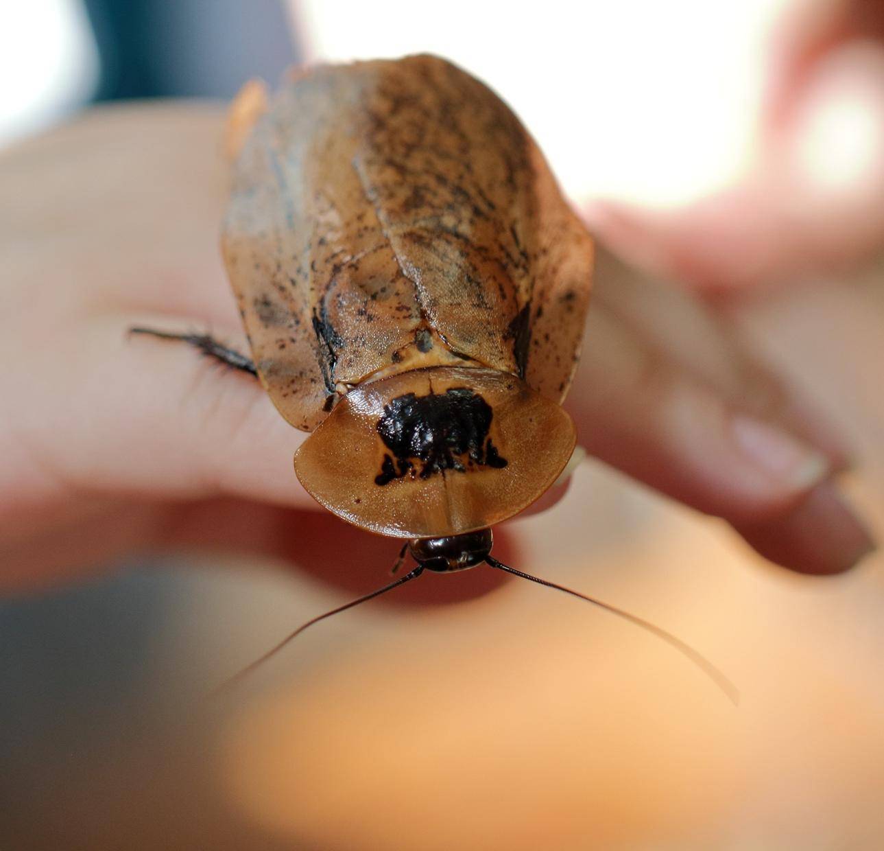 «Насекомые»