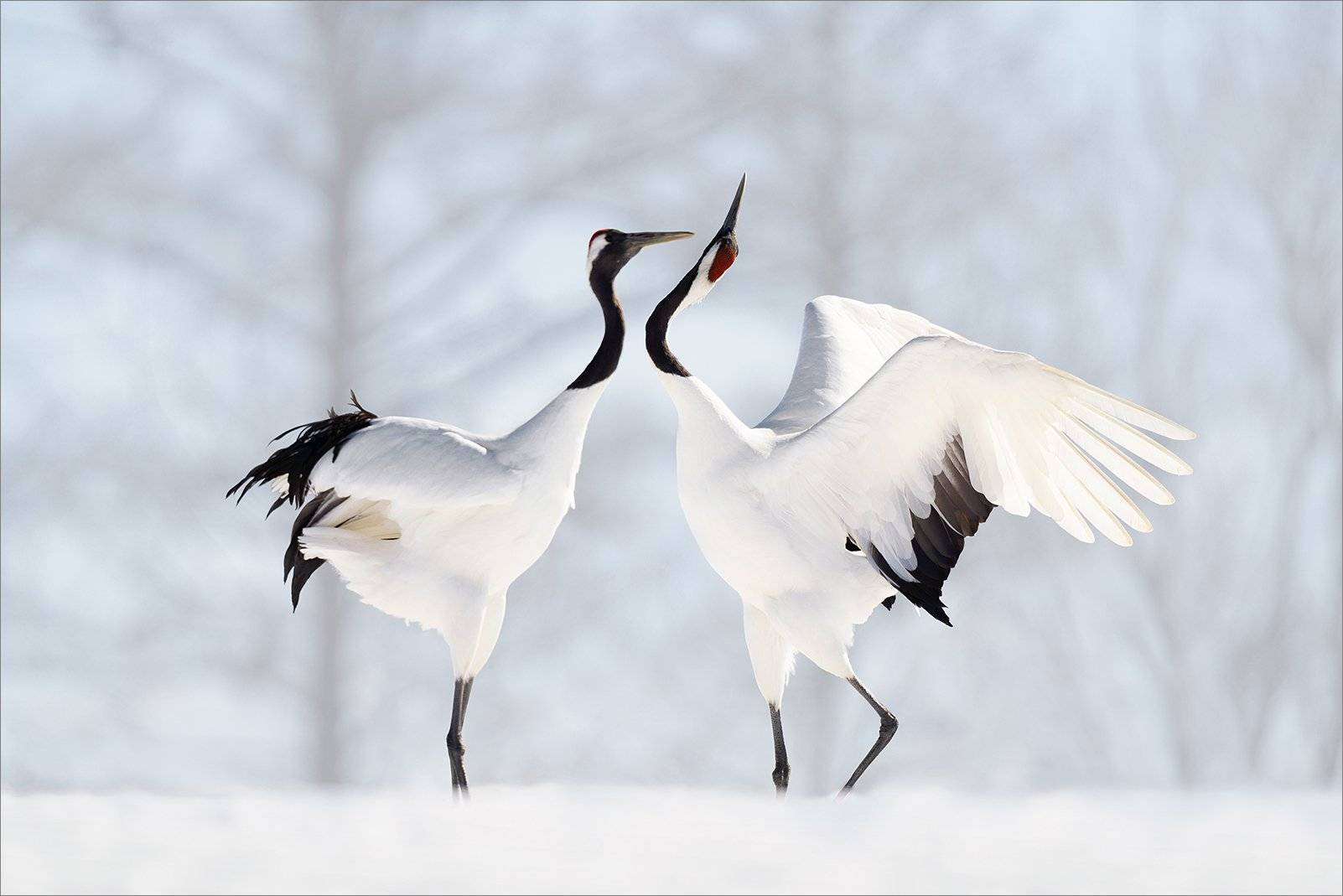Журавли танцуют