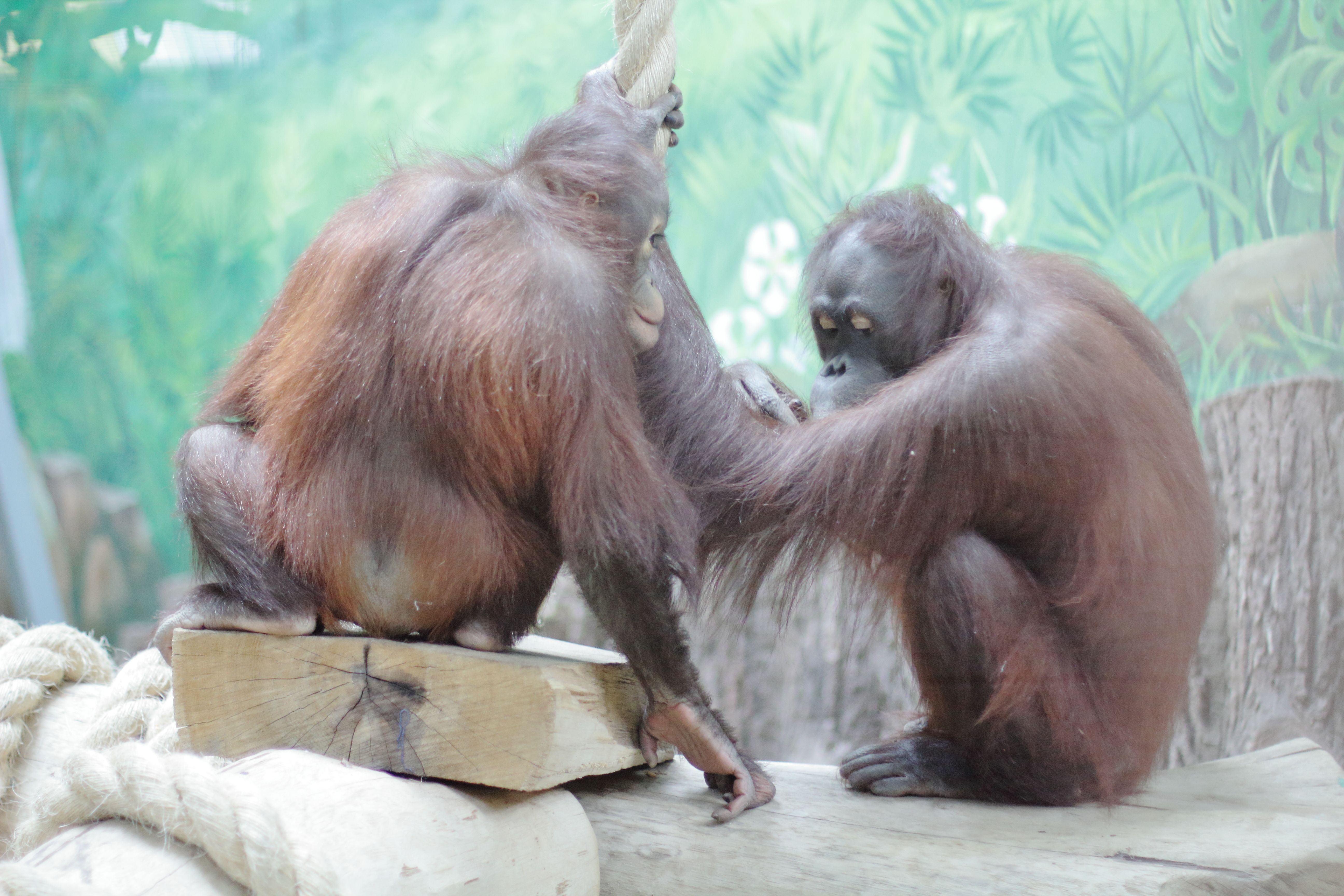 Руководство по оптимальной практике содержания орангутанов