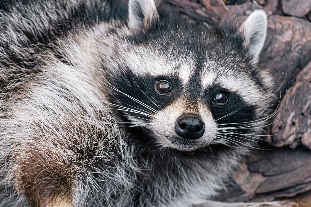 «От енота и бегемота и обратно»