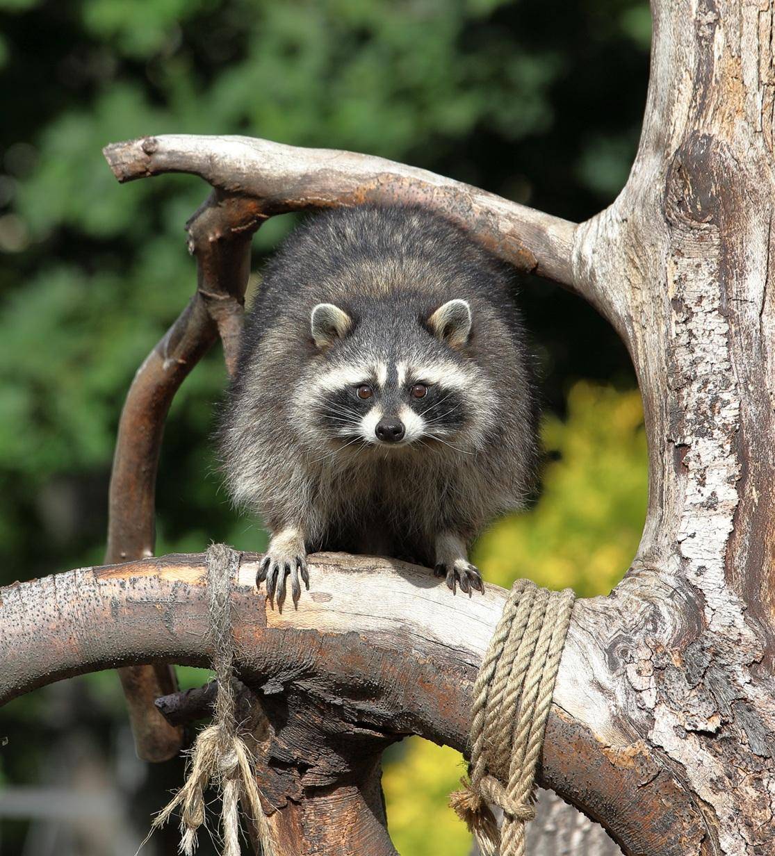 «Сказочное расследование енота Пухлика»