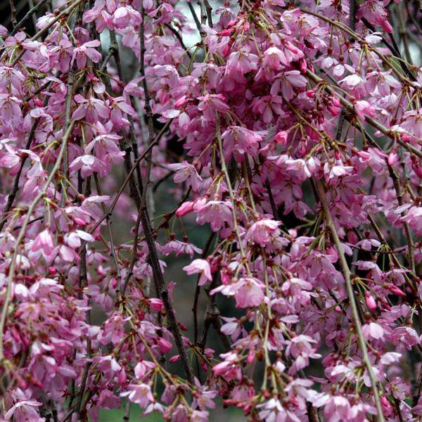 Слива косматая плакучая