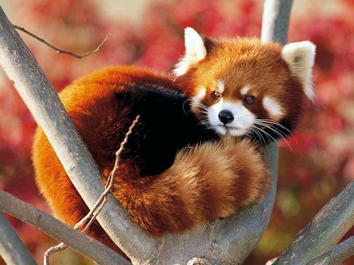 Руководство EAZA по оптимальной практике содержания Красной панды (Ailurus fulgens)