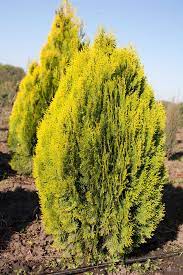 Туя западная `Смарагд`