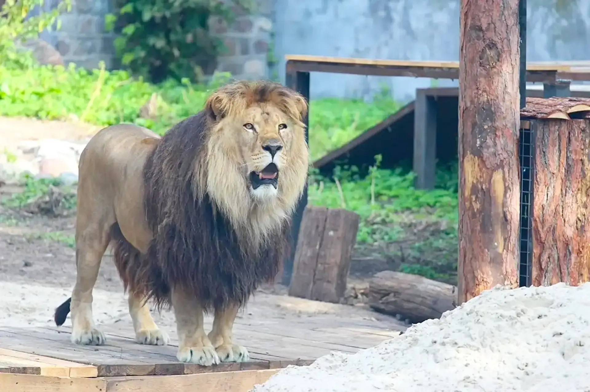 Почти воспитанный лев