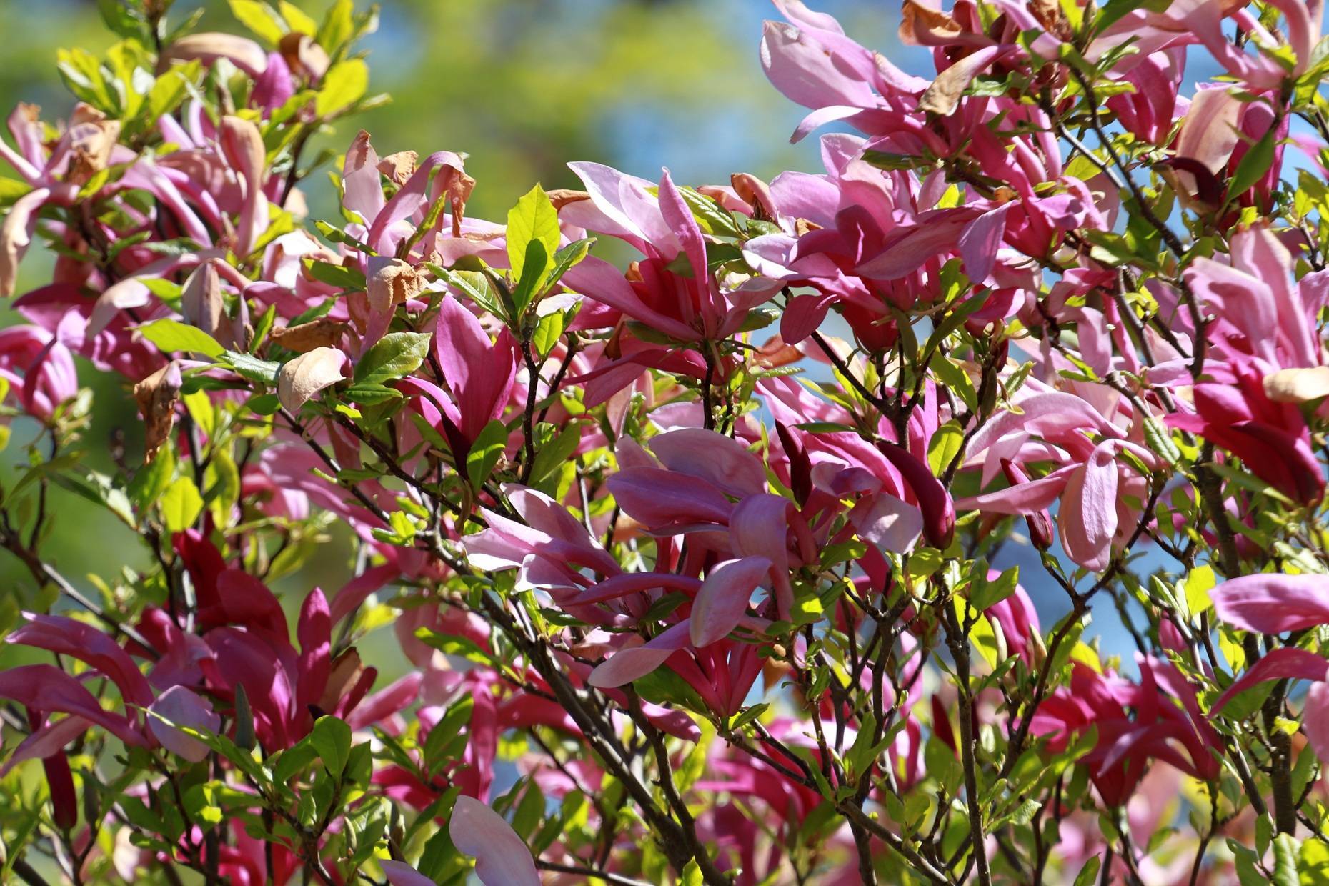 «Зелёное сердце города»: представляем ботанический маршрут по Калининграду