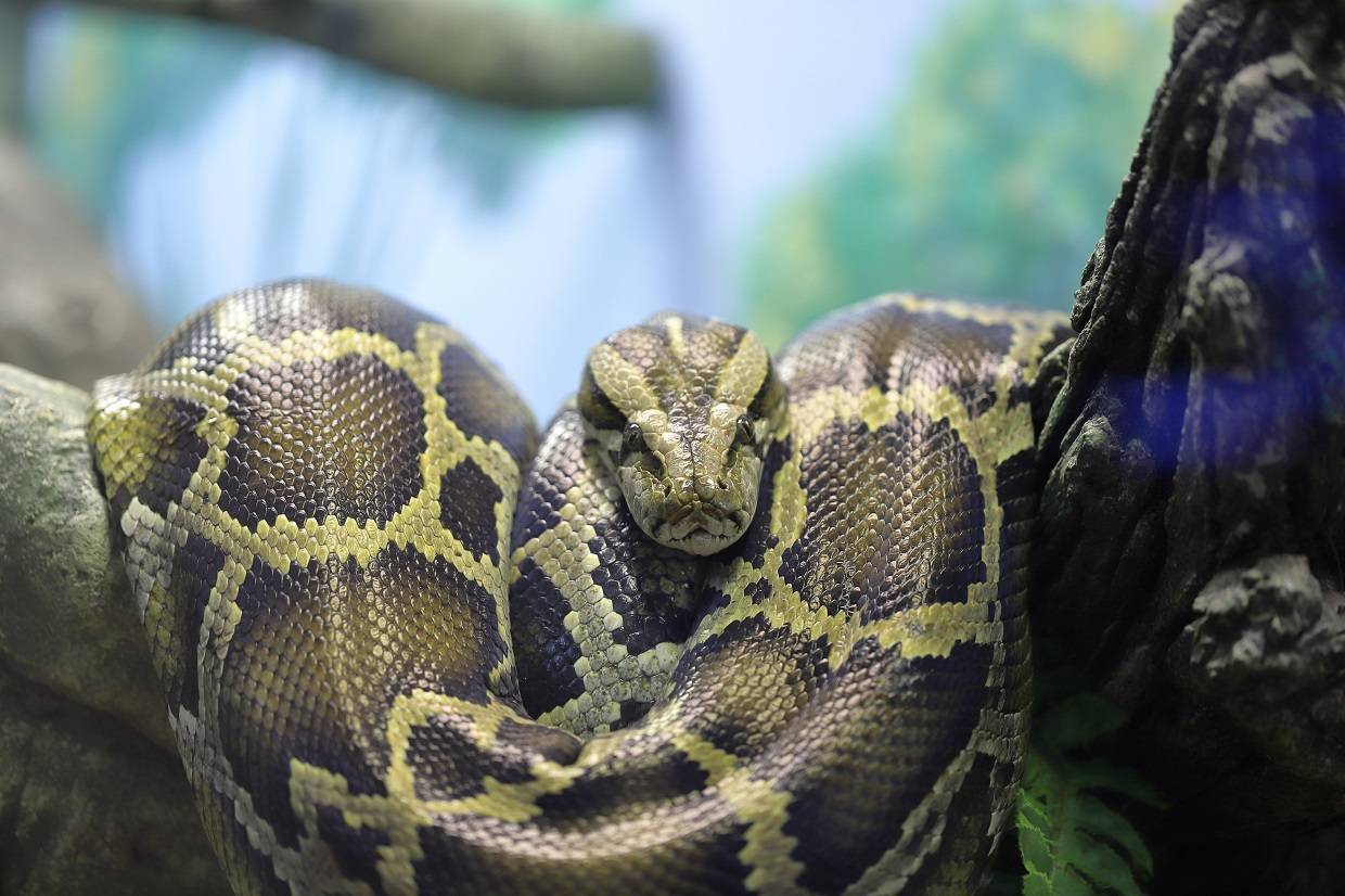 «Тайны панциря и чешуи или о тех, кого не любят» 