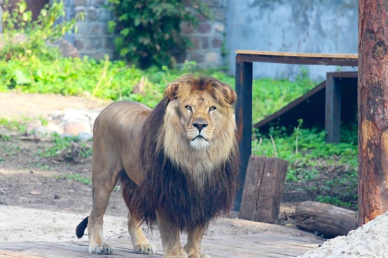 Как «исправляют поломанных львов»