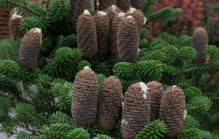 Пихта одноцветная сорт