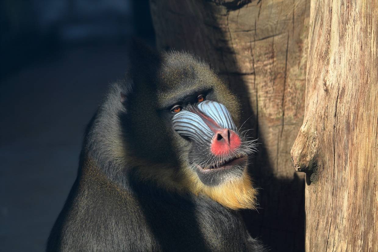 Первый мандрил XXI века