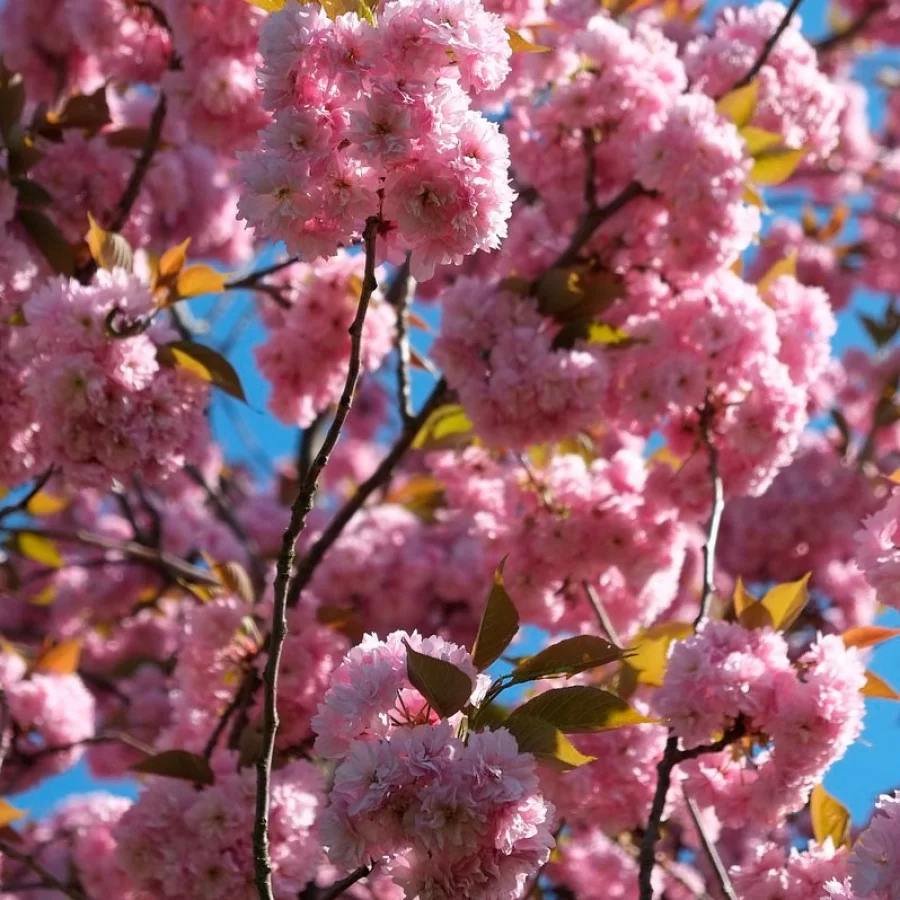 Вишня мелкопильчатая «Канзан» (сакура)