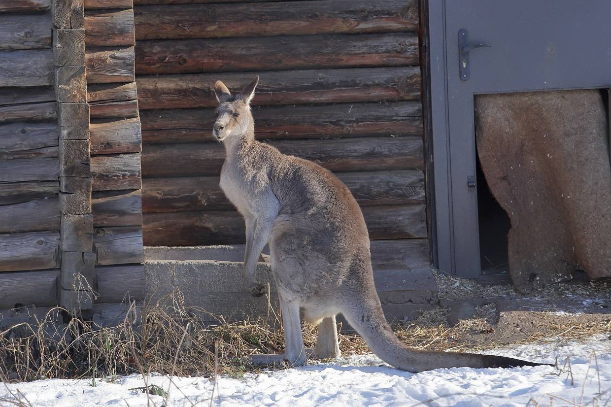 Морозоустойчивый Фил