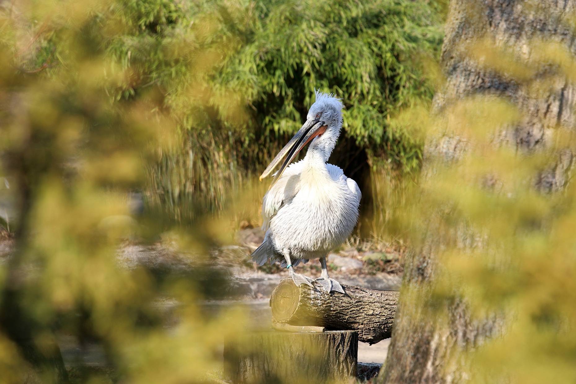 Выносите пеликанов — весна пришла!