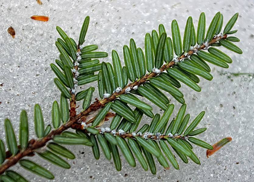 Тсуга канадская