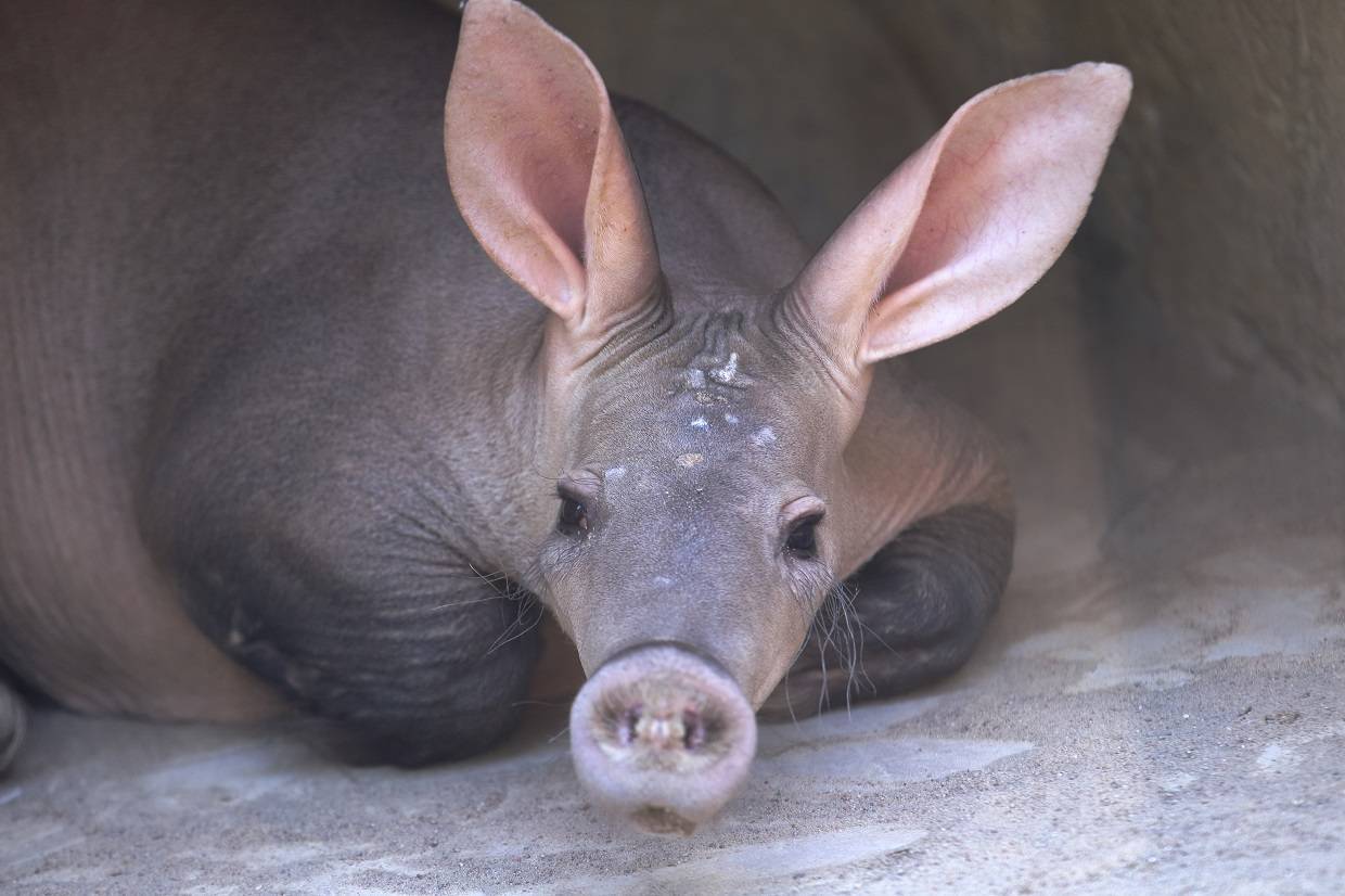 Трубкозубу 8 лет!